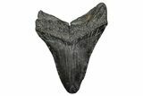 Fossil Megalodon Tooth - South Carolina #341485-1